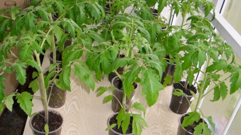 Секреты раннего урожая: как правильно формировать высокие томаты