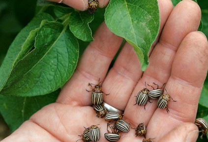 Эффективные способы борьбы с колорадскими жуками: секреты от опытных огородников