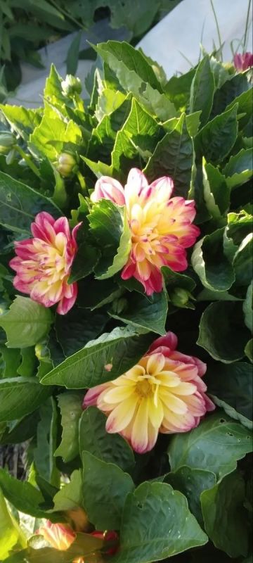 ��������: ������� ��������� ����������� ��� ������ ����