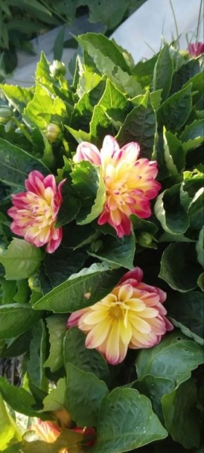 ��������: ������� ��������� ����������� ��� ������ ����