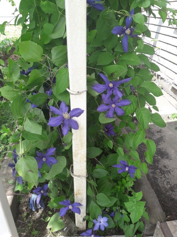 ������� ������� ����������: ��� ��������� �� ����� ������������� �������