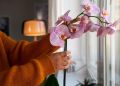 Вдохните новую жизнь в свою орхидею с помощью уникального раствора