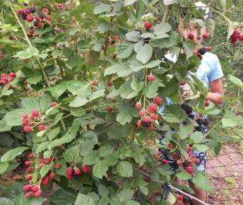 ��� ����������� ������� � ����: ������ ��� ������ ��������