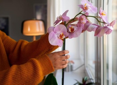 Вдохните новую жизнь в свою орхидею с помощью уникального раствора
