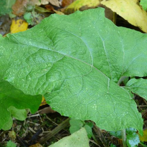 �����: ������� ��������, ������� ����� �� ����� �������