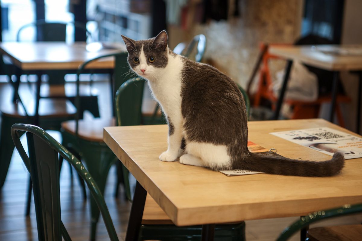 � ������������ ��������� ���������� �������� Murchim