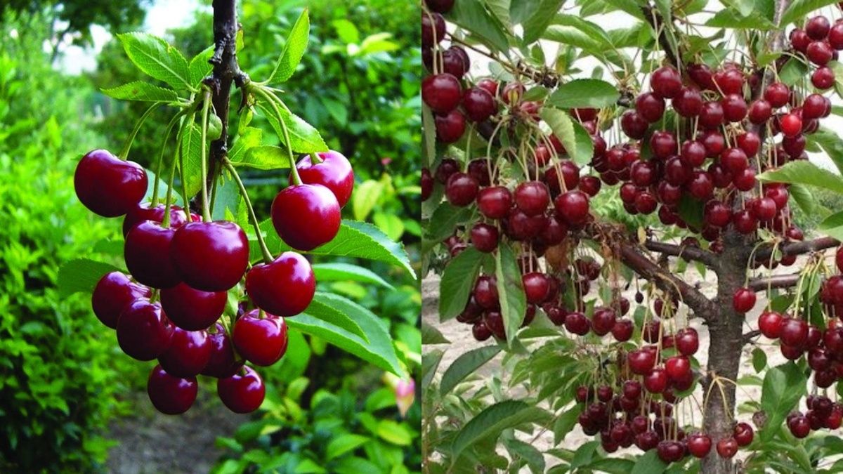 ��� ����������� �������� ������ �������� ������ �����: ������� �������� ���������