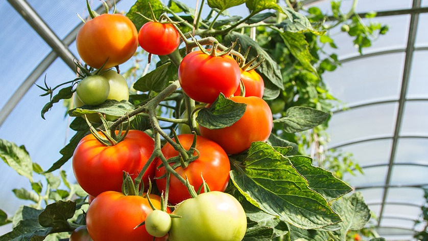 Необычный способ использования древесной золы: секреты финского садовода