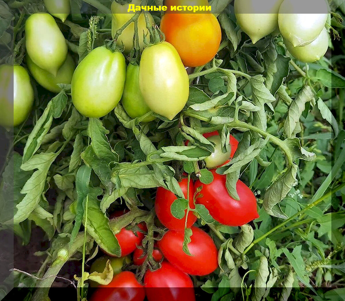 Томаты на грядках 2025: старые фавориты и новые тенденции