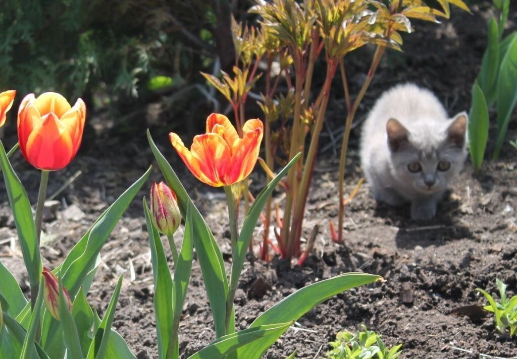 ��������� ��������, ������� ����� ��������� ����� ��������: 30 ������� ������