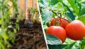 Когда посеять томаты на рассаду: рекомендации для садоводов