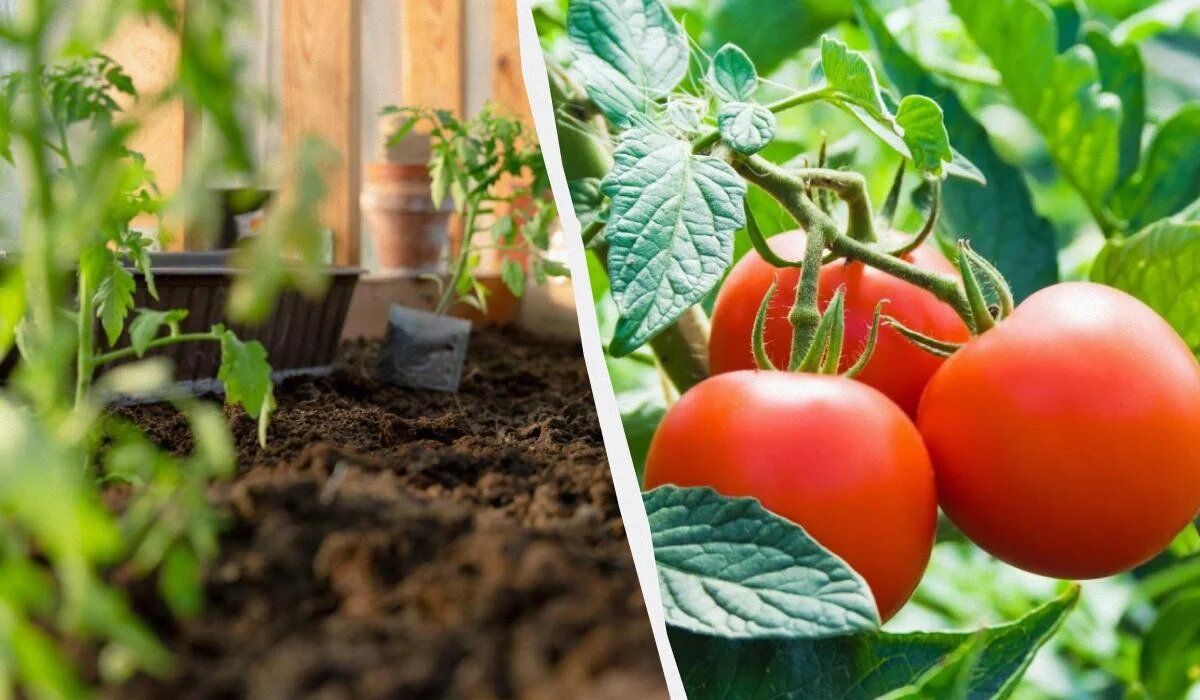 ����� ������� ������ �� �������: ������������ ��� ���������