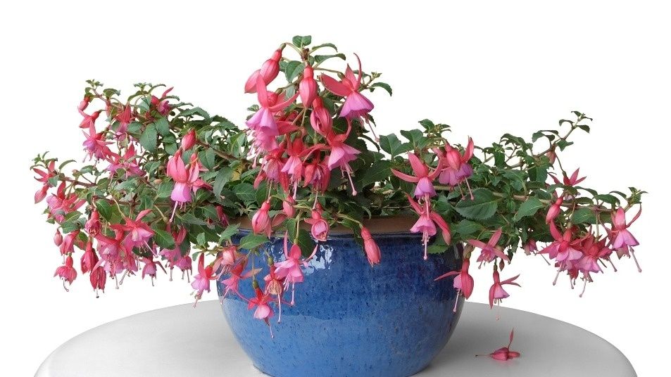 ��� ��������� �������� ����� ����� �������� ������ ��������� ������������