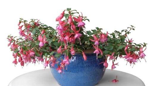 Как капризные растения могут стать звездами вашего домашнего пространства