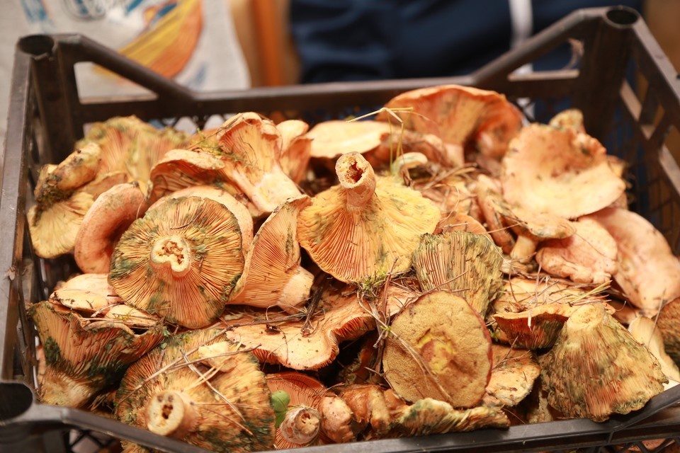 Почему новосибирцы остаются без грибов: тяжёлый грибной сезон из-за засухи