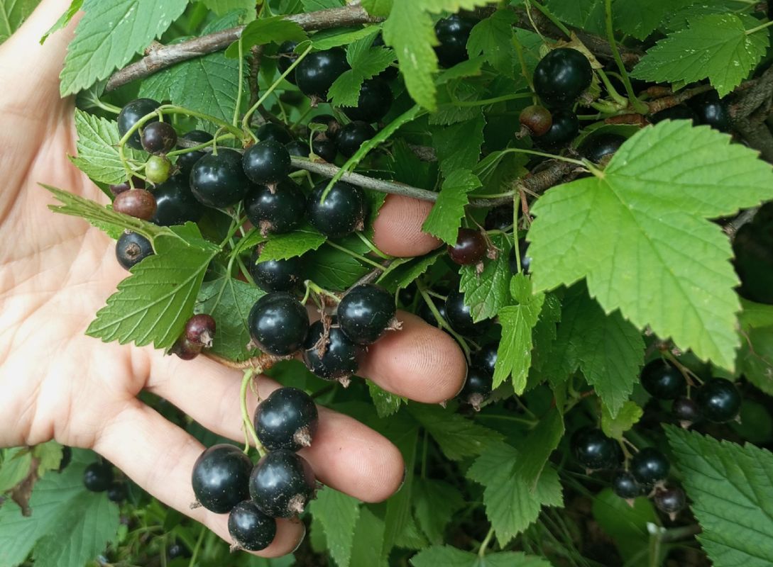 ��� ������� ����������� ���������� ������ � ���� ��� ����������� �� ����� �������