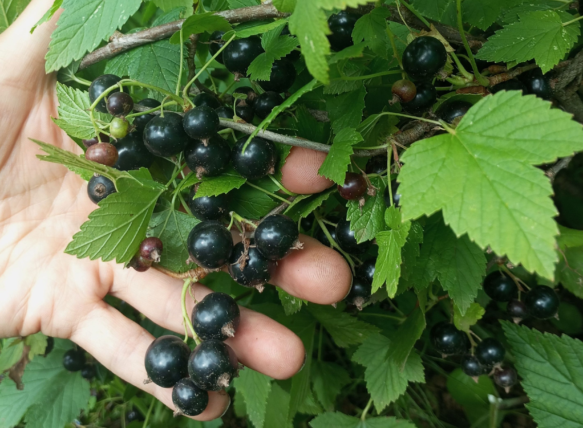 Как выбрать оптимальное количество овощей и ягод для выращивания на своем участке