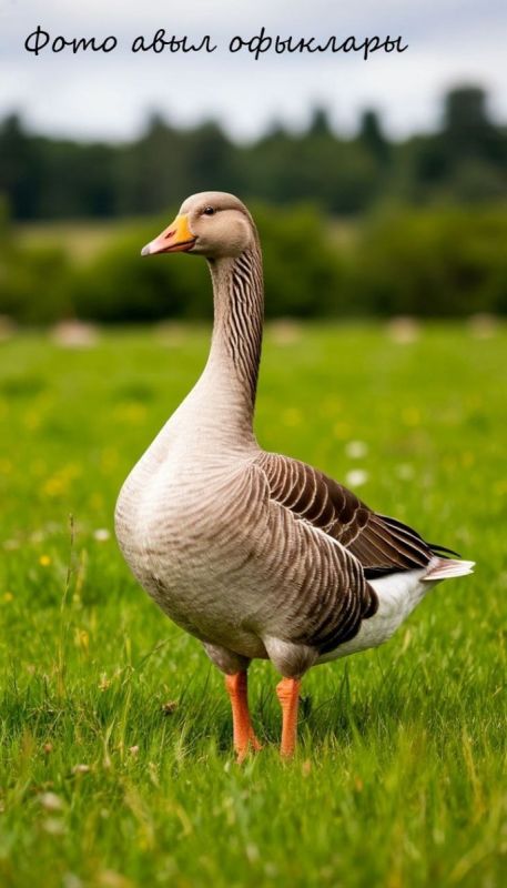 ������� ����: ������� ���������� ����� � �������