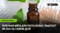 Перечная мята: секрет здоровья и красоты ваших волос
