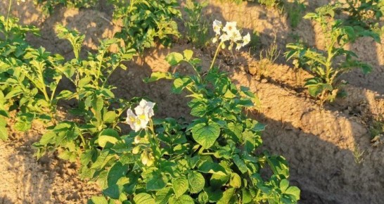 ������������ ���������: ������������ ����� ��������� ������������ � ������ � ���������