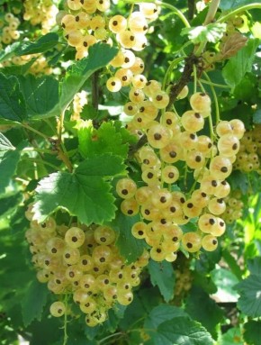 ������ ������� �� ����� ���������: ������� � ������