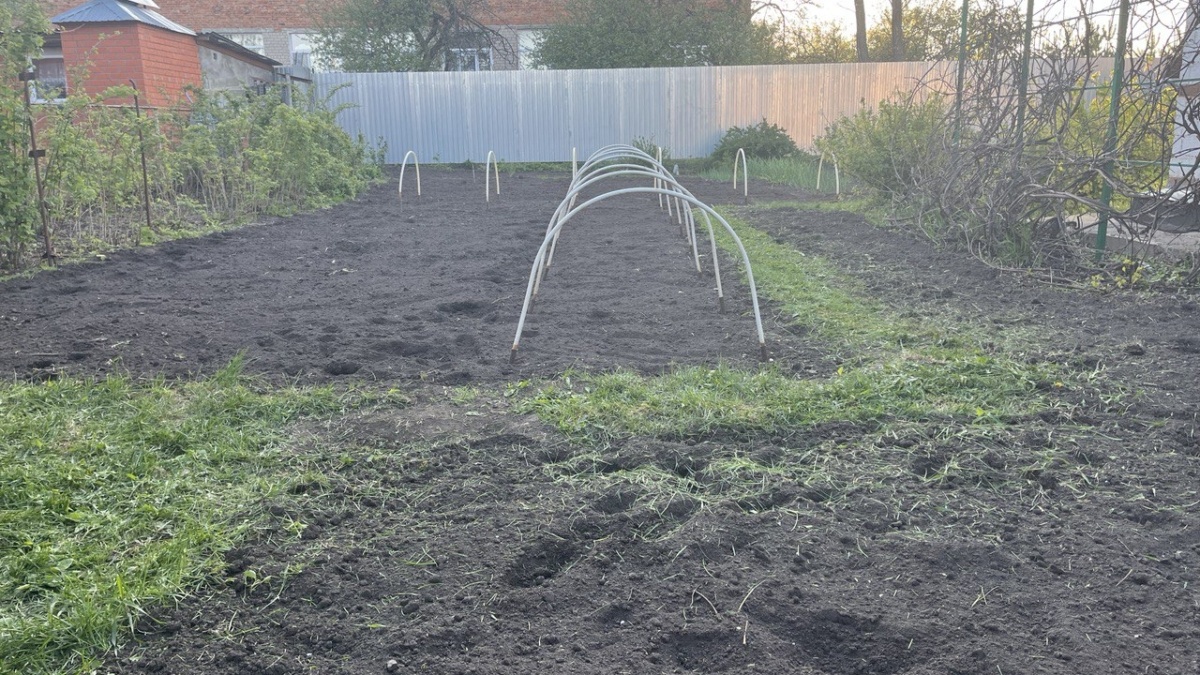 Почему помидоры и картошка не лучшие соседи: важные правила севооборота