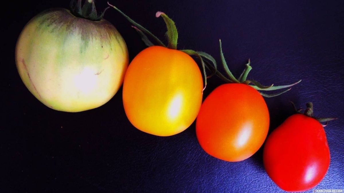 ������ ��������: ����� � �������� �������� ������� �� �����