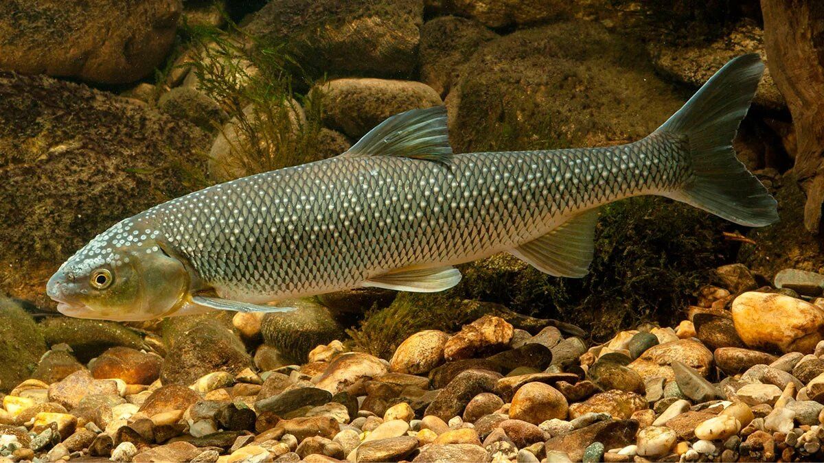 �������: ������ ����, ������� �������� � ���� ��������