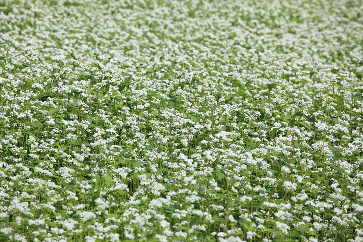 ������ �������: �� �������� �� ��������� �����