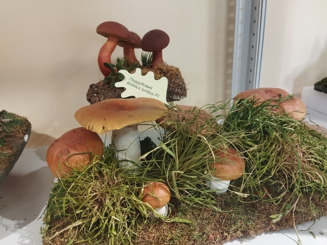 ����������� ������������ �� �������� ���������� ������