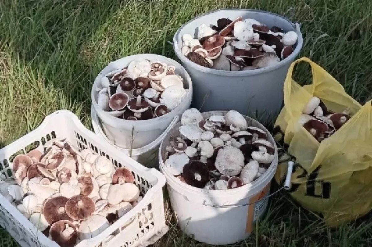 ����� �������� ������: ������ �������� �������� ������ �����