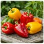 Уникальные факты о сладком перце, которые вас удивят