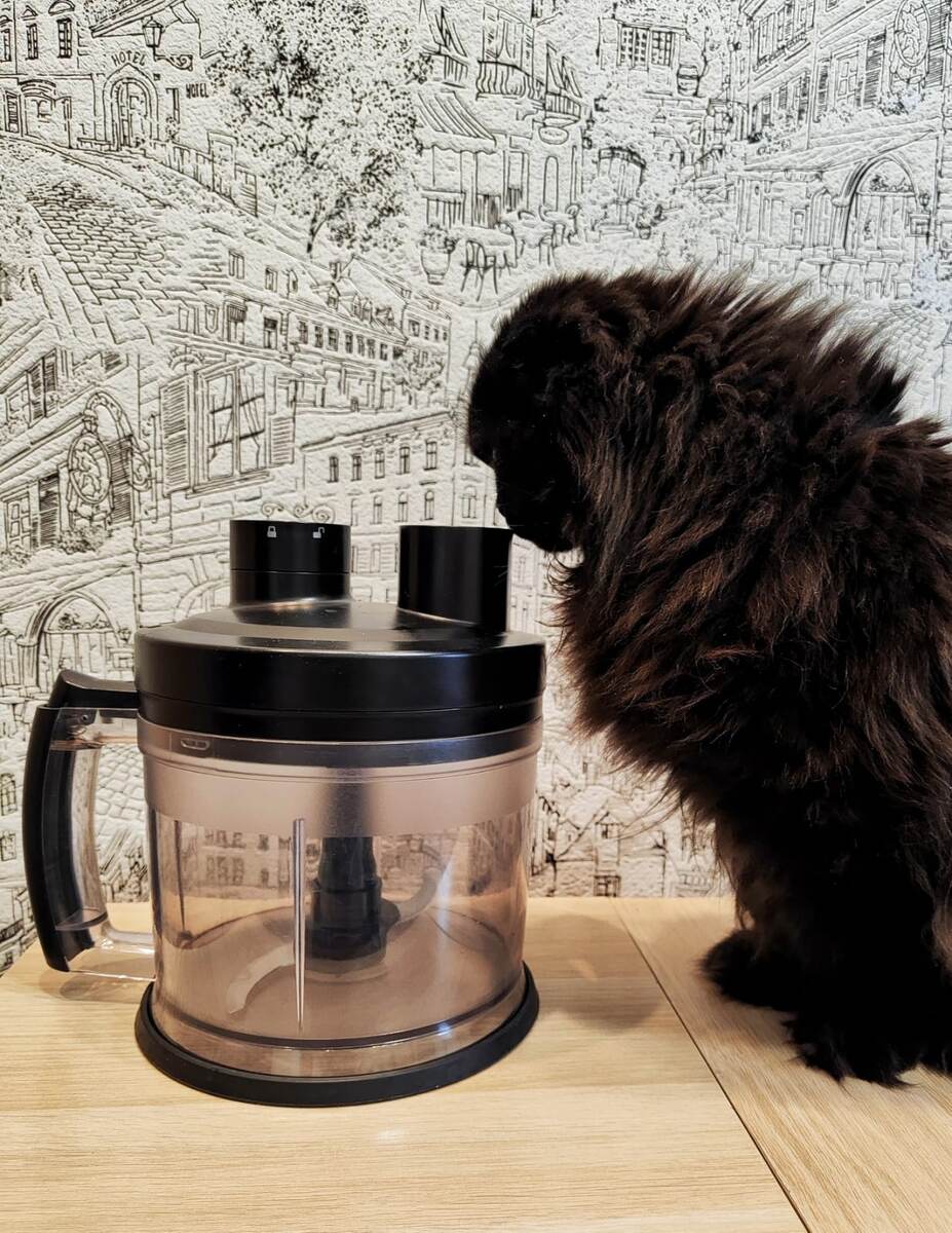 Трагедия на кухне: как поломка редуктора оставила нас без друга