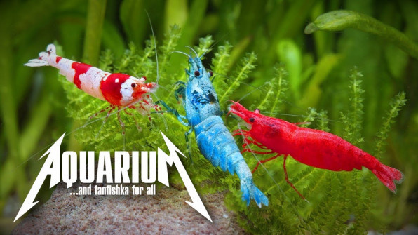 Совместимость аквариумных креветок: кто с кем может жить?