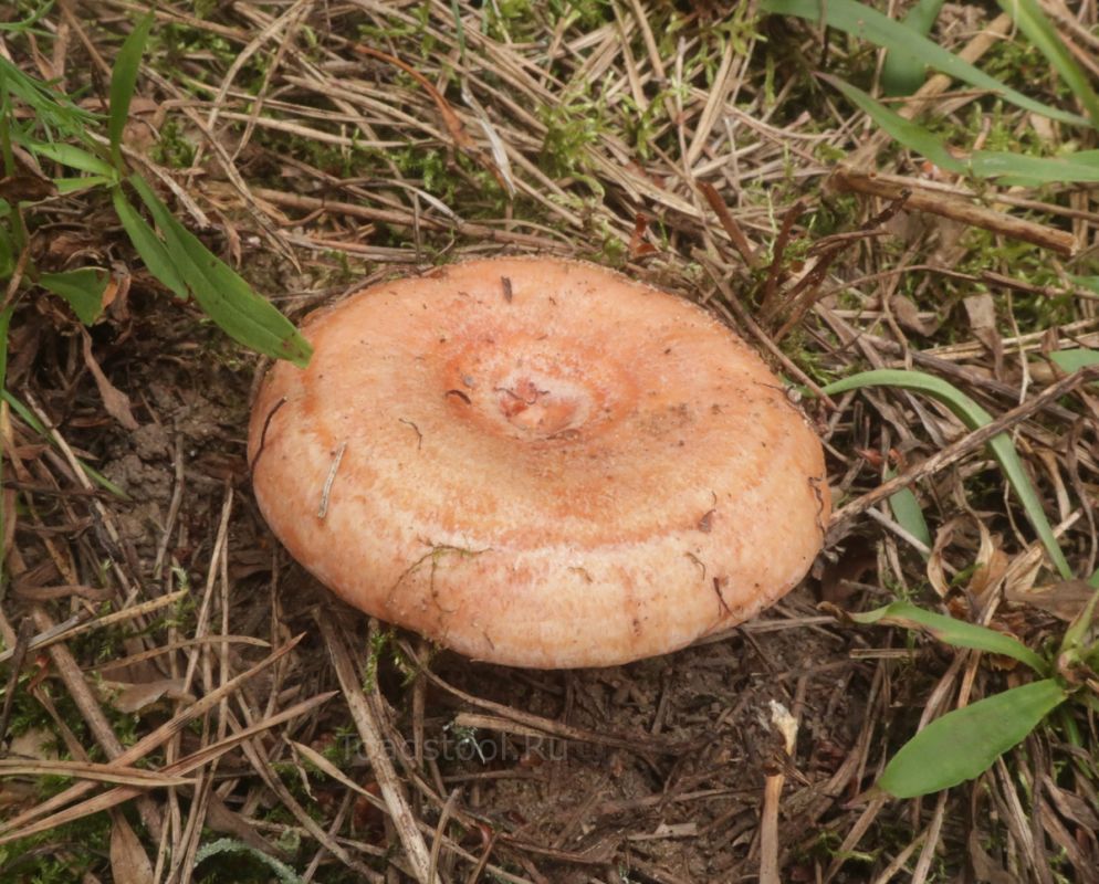 �� ������ �������� ���: ����������� �� ���� �����