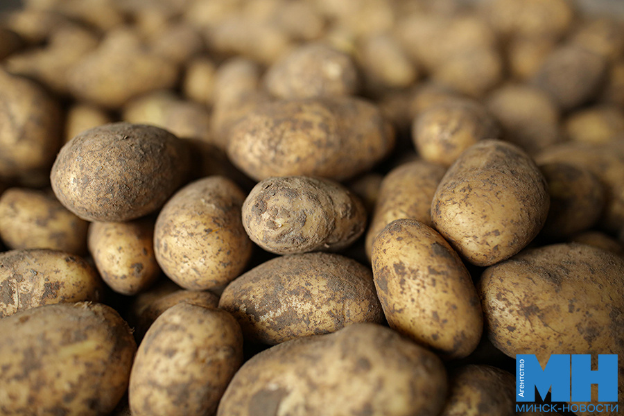 В Беларуси установили предельную цену на картофель до мая 2026 года