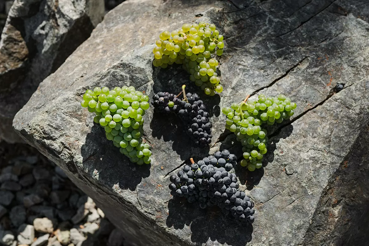 Кубанское вино: от истории к современности