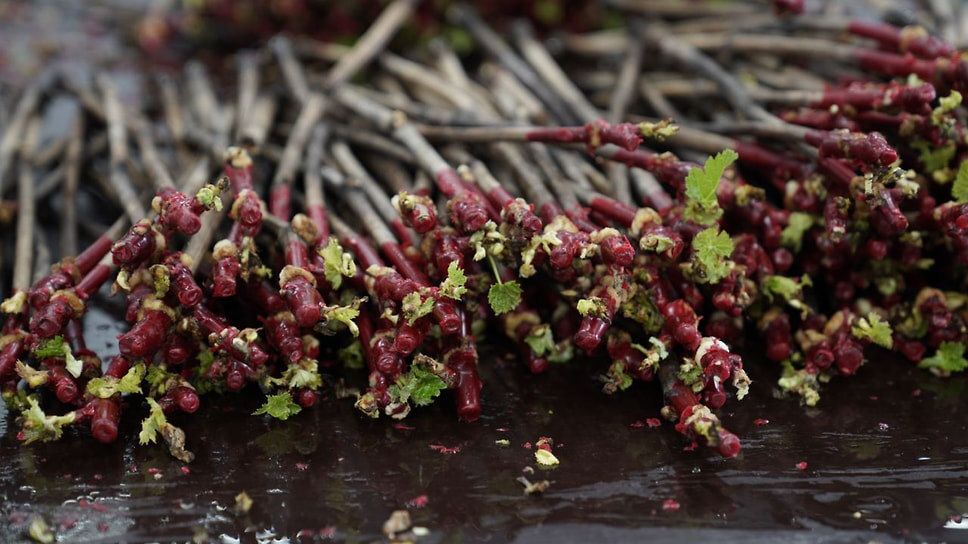 �� ��������