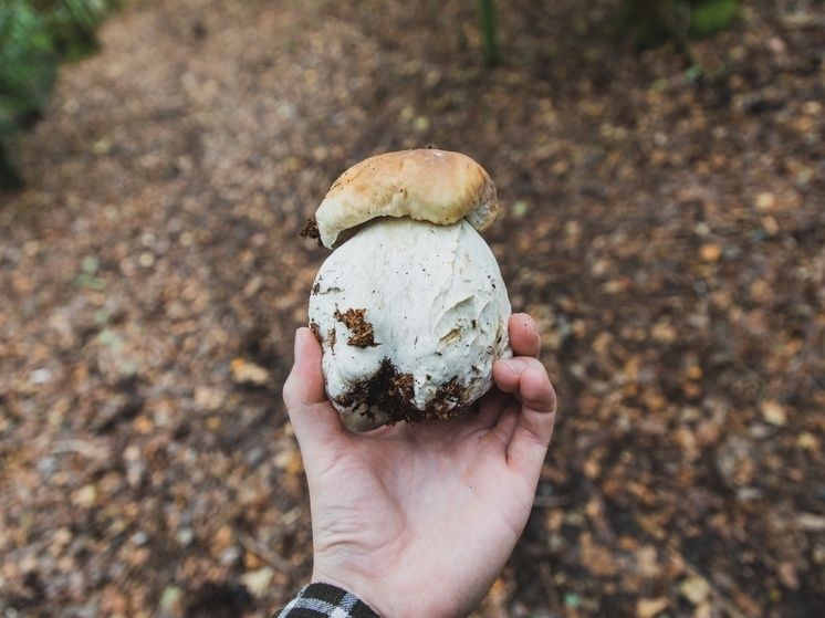 ������ ��� ��������� �� ���