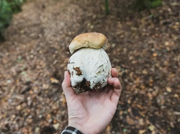 Советы для грибников от МЧС
