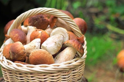 �����: ���� � �������� ������������ ��� ��������