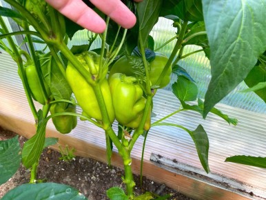 ��� ������������ ����� �� ����: ��������� ������ �� ������ ������