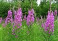 Иван-чай: забытое чудо природы с богатой историей